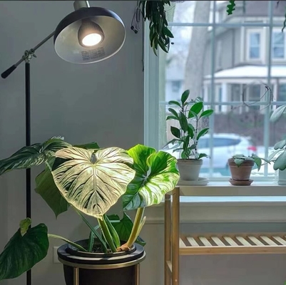 Φωτισμός φυτικής καλλιέργειας LED 20W LEDPAR30 με τάση εισόδου 85V-265V και άλλο τύπο βάσης